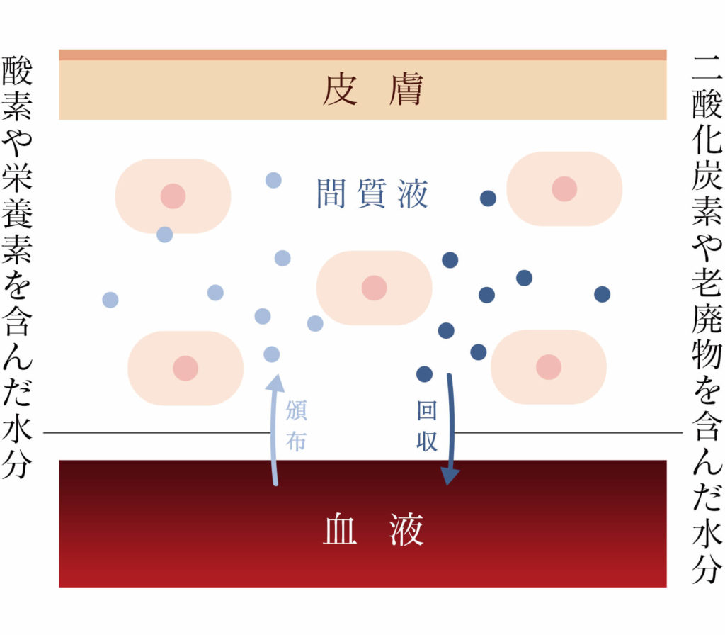 毛細血管の働き