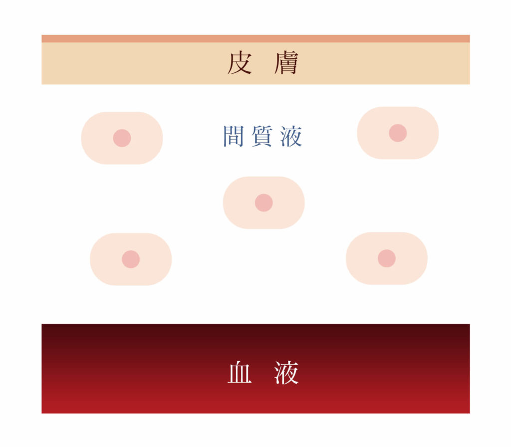 毛細血管